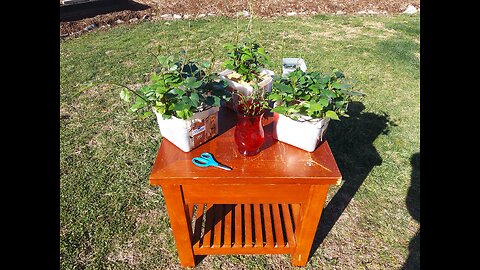 Cutting Rooting And Planting Sweet Potato Slips To Make Plants 3/1/24