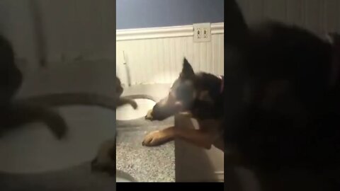 Cat wins fight from dog funny #shorts #cat #funnycats