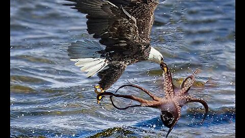 Eagle Vs Octopus