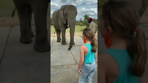 #Elephant imitating the girl’s dance