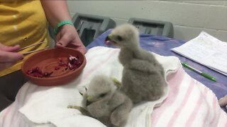 Conservancy of Southwest Florida helping young wildlife this breeding season