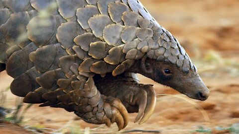 Pangolins and Aardvarks Search for Termites