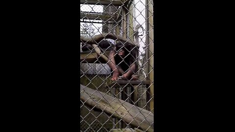 Chimpanzee expresses his emotions