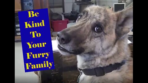 Famous Video Of A Dad Teasing His Fury Son About Food - Be Kind To Your Furry Family