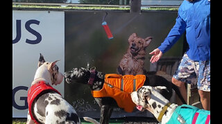 Funny Dog Friends Greet Great Dane After Her Swimming Lesson