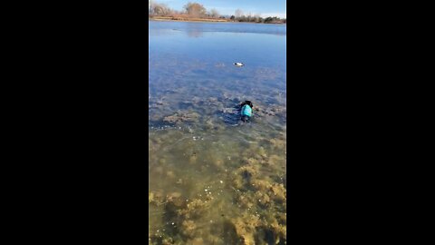 DACHSHUND DUCK 🦆 HUNTING - Peppa takes on icy 🥶 water for this duck