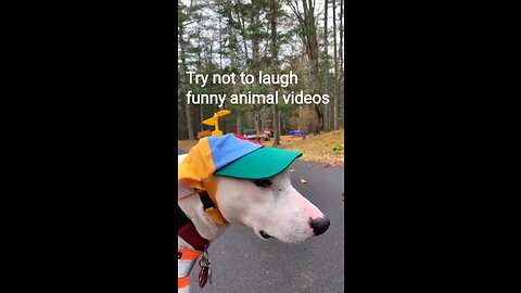 funny animal videos try not to laugh