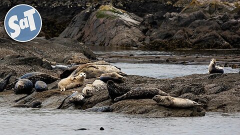 Lopez Island Trip | 07/31/2021 | HOT SEAL ACTION!