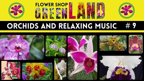 JAZZ TAPE | 100 ORCHIDS TO THE SOUND OF RELAXING MUSIC | FLOWERSHOP GREENLAND | # 9