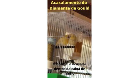 Acasalamento do Diamante de Gould