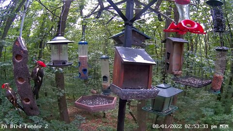 PIleated Woodpecker Family