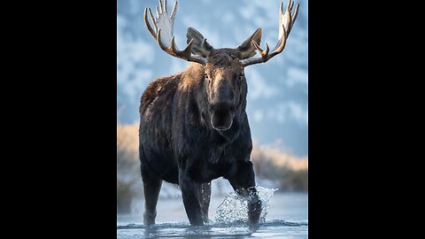 lonely moose