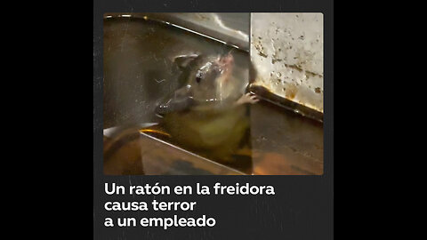 Ratón en la freidora enloquece a empleado de un restaurante