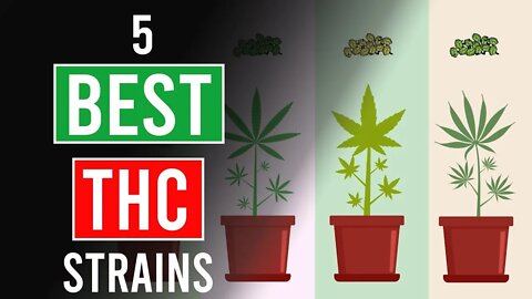 5 Strongest Cannabis Strains - Highest THC