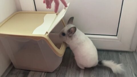 Chinchilla Absolutely Loves Dirt Bath Time