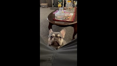 French Bull Dog “Rocky” unhappy Daddy is done playing