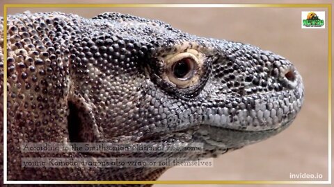 Incredible Komodo Dragon Facts