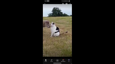 funny animal cats and dogs video🤣🤣#shot