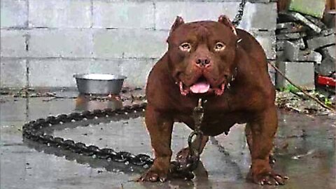 10 Most Dangerous Dog Breeds in the World_1080p