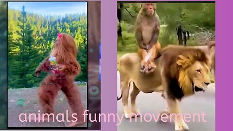 Funny animal's videos | funny animal prank