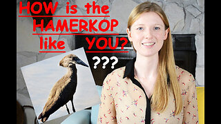 How Are YOU like the Hamerkop?