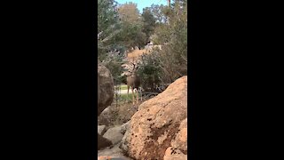 Mule deer lays down for a nap