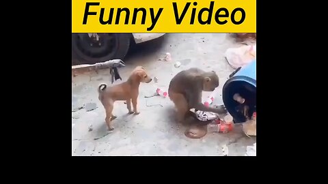 Dog funny video😆😆