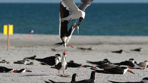 Laughing Gull Tries to Steal Babies Dinner