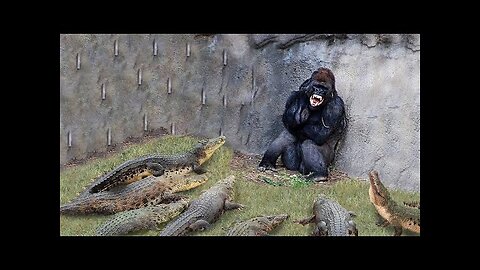 Surrounded By Crocodiles, What Will Smart Monkeys Do Rare Battle Between Monkey And Crocodile!