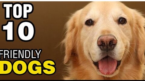 TOP 10 FRIENDLY DOG BREEDS