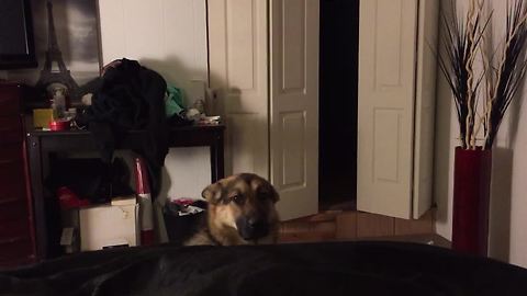 German Shepherd not allowed in bedroom, hides in closet