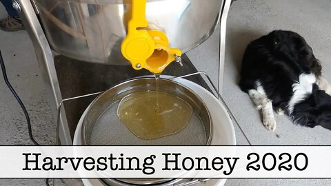 Harvesting Honey 2020 - FAST Version