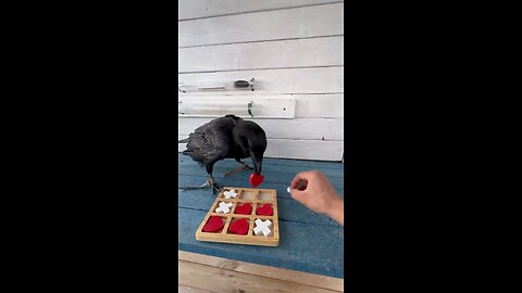 Tic tac toe with bird || #crow #bird