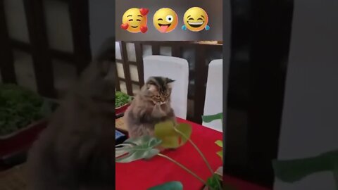 #shorts Смешные Коты Из Тик Тока 267 Funny Cats From Tiktok