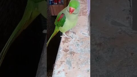 Lovely Parrot