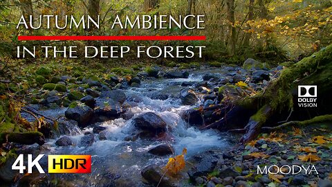 4K HDR Nature Videos - Autumn Forest Stream Ambient Sounds - Blissful Tranquility