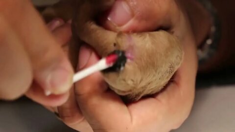 Dog Tail docking and amputation for 2 days old bulldog puppies