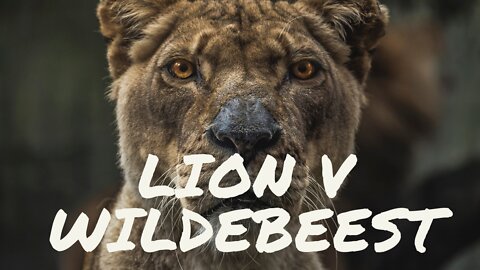 Lion versus Wildebeest|No Contest Wildebeest Wins|Survival of the Fitest