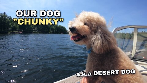 Chunky the Desert Dog