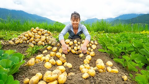 Harvesting a lot of patoto goes to market sell Grow vegetables|village daily life