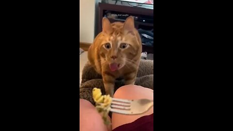 Funny cats episode 32 shorts (360p)