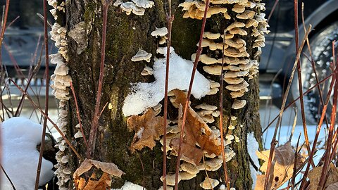 Walk/Talk nature,making Turkey Tail Cocoa