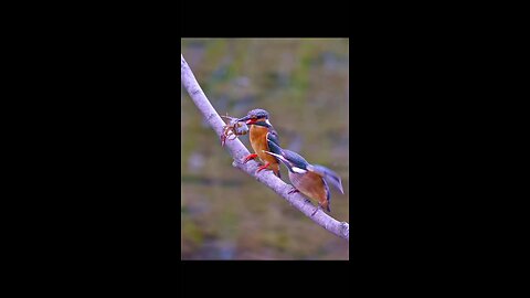 beautiful birds fighting for food