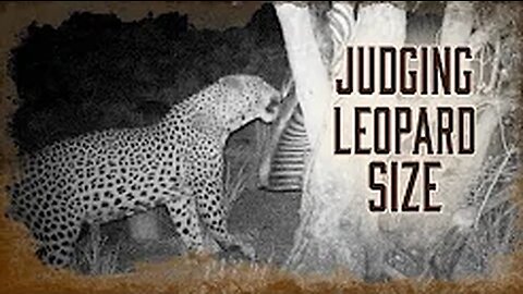 Safari Education - Great Cats Episode 4: Judging a Mature Leopard's Size