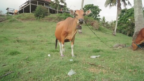 Medium close up of young calf grazing on trashy grass smelling garbage and looking at camera