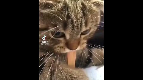 funny cat video