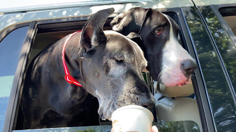 Happy Great Danes Share A Frozen Vanilla Custard Pup Cup