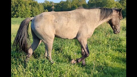 Ashur - intro to small lot - 16 Aug 2023