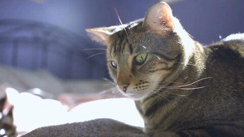 Cute young kitty sitting on bed in sunshine