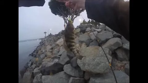 Smaller lures on drop shots rigs for Spotted Bay Bass in Harbor Island 4!